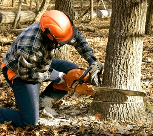 Tree Removal in Britton, MI